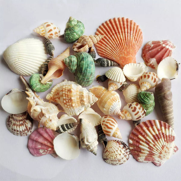 150g Assorted Shells