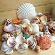 150g Assorted Shells